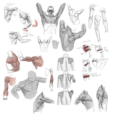 An okay fuck-ton of simple shoulder movement references. [From various ...