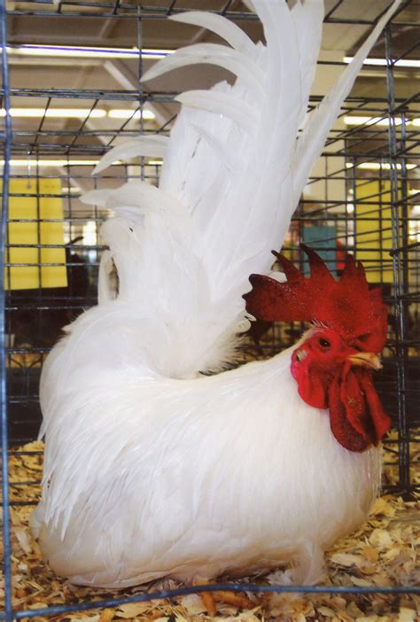 White Japanese Bantam Chickens for Sale | Cackle Hatchery