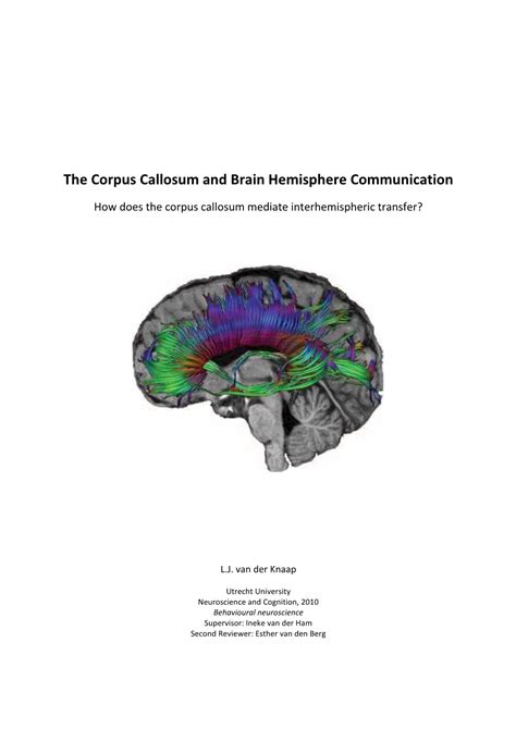 The Corpus Callosum and Brain Hemisphere Communication - DocsLib