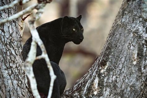 Inky black all over: The evolutionary implications of melanism • Earth.com