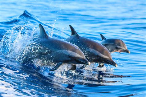 Spotted Dolphin Family jigsaw puzzle in Animals puzzles on TheJigsawPuzzles.com