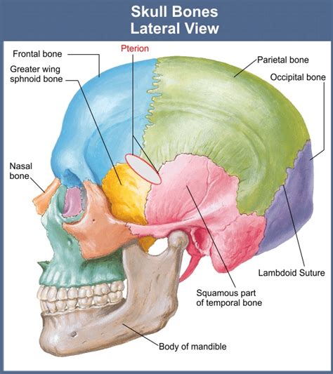 pterion -- location of middle meningeal artery (branch of maxillary artery) | Travel pictures ...