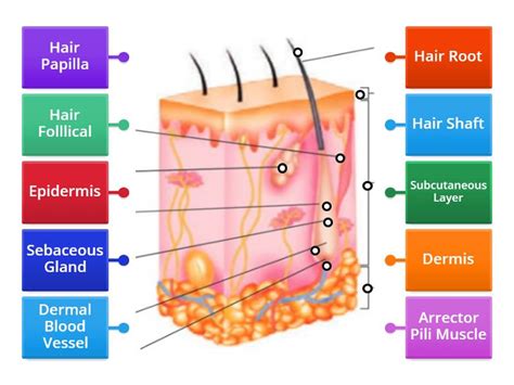 The Pilosebaceous Unit - Labelled diagram