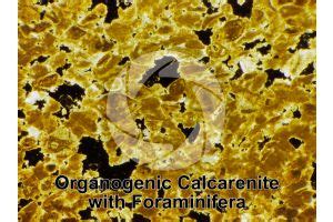 Organogenic Calcarenite with Foraminifera. Fossil. Thin section. 12X - Calcarenite - Generic ...