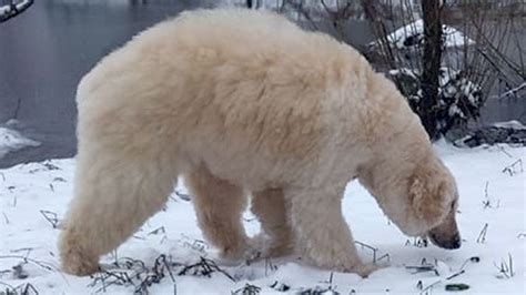 Groomer Transforms Dog Into Realistic Polar Bear - Goodfullness