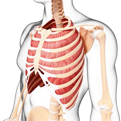 External Intercostals: Anatomy, Function, and Treatment