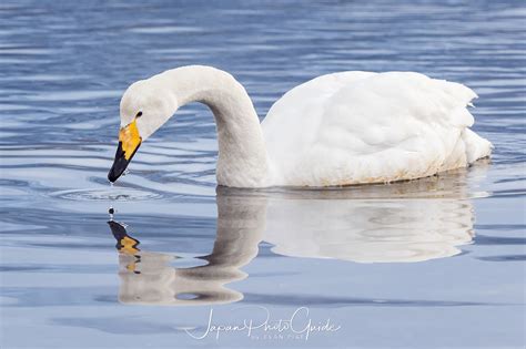 2018 Winter Wildlife Tour of Japan | Whooper Swans in Japan | Japan Photo Guide