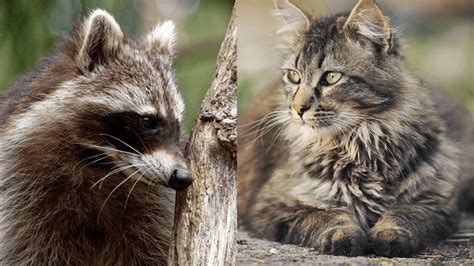 Raccoons VS Cats (A Comparison Of Two Animals) - Floofmania