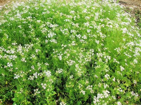 Coriander – Digital Herbarium of Crop Plants