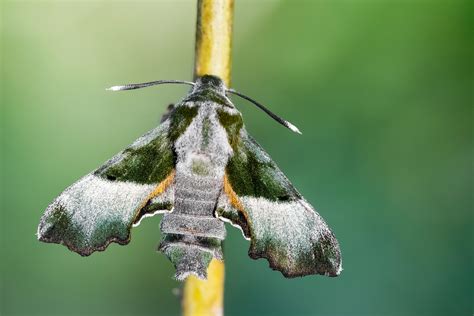 Willowherb Hawk-moth | Butterfly Conservation