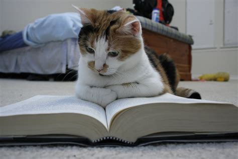 Reading cat : aww