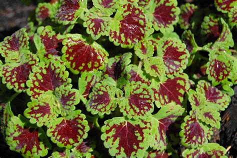 Coleus Plant Varieties