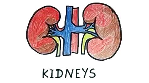 How To Draw The Human Kidney The Human Kidney Easy Draw Tutorial ...