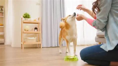 Shiba Inu Feeding Guide (Quantity, Frequency, Schedule & More)