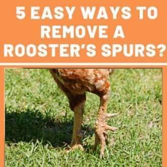 How to Remove Rooster Spurs - 5 REALLY Easy Methods