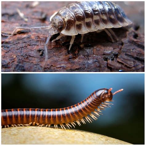 Arthropods Millipedes