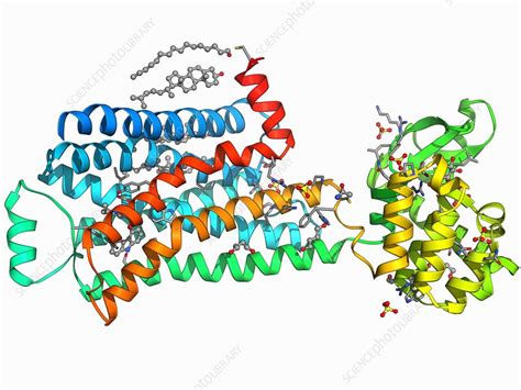 Beta-2 adrenergic receptor molecule - Stock Image - F006/9643 - Science ...