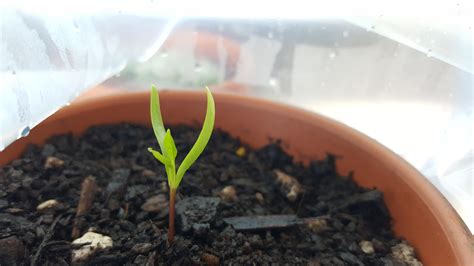 I planted bamboo seeds and 2 sprouted, is this a bamboo seedling? : r ...