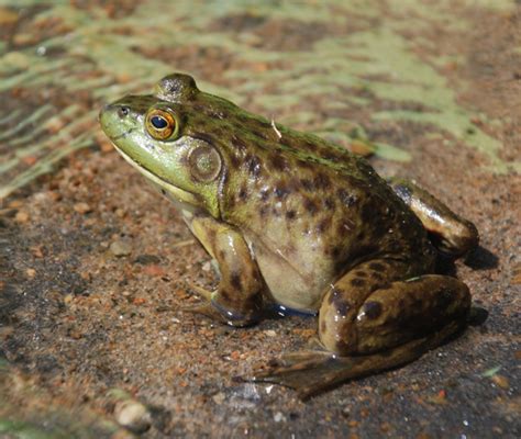 Art Lander's Outdoors: Bullfrog season opens today; delicacy has been enjoyed by generations of ...