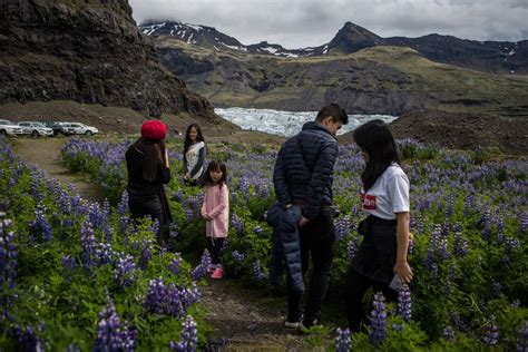 Beauty or Beast? Iceland Quarrels Over an Invasive Plant - The New York ...