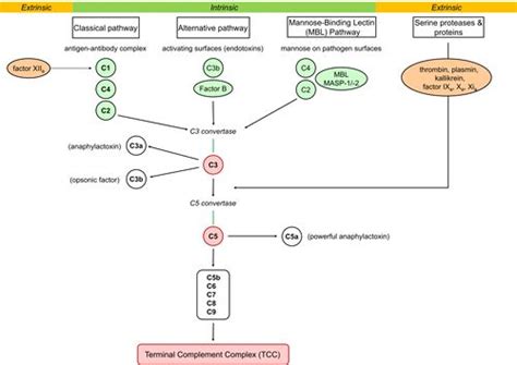 Complement System - Physiopedia