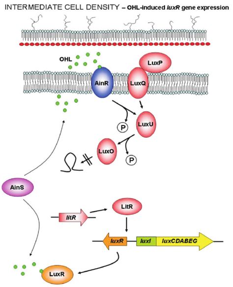 Control of bioluminescence in Vibrio fischeri . ( B ) At intermediate... | Download Scientific ...