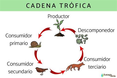 Cadena trófica o cadena alimenticia: qué es, tipos y ejemplos - Resumen