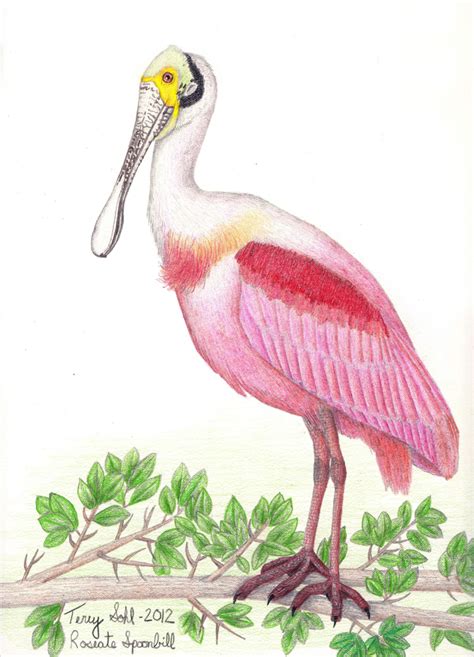 Roseate Spoonbill - Drawing by Terry Sohl