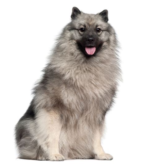 Keeshond | Dog Breed Info And Characteristics