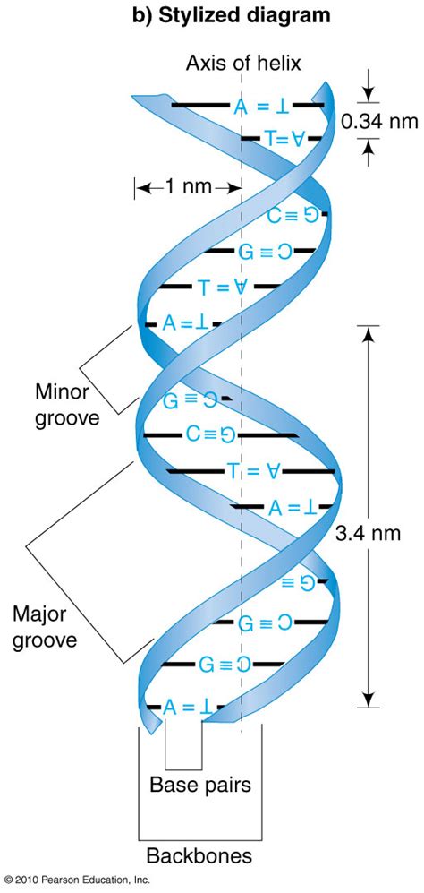 B-DNA structure