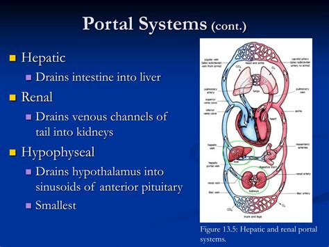 Hepatic Portal System Anatomy / Hepatic portal system - Anatomy ...