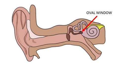 Oval window - definition — Neuroscientifically Challenged