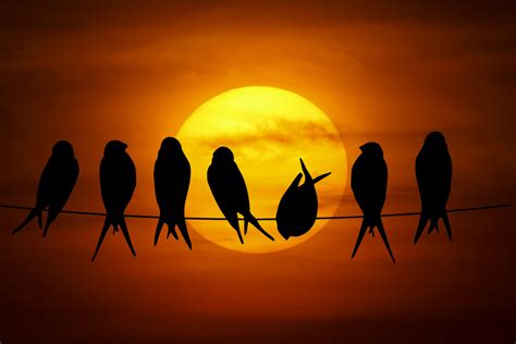 Birds Sunset Silhouette Free Stock Photo - Public Domain Pictures