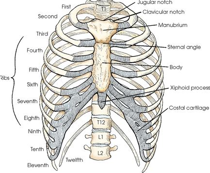 BONY THORAX | Radiology Key