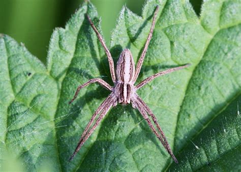 Nursery Web Spider | Nursery web spider, Pisaura mirabilis | Chris | Flickr