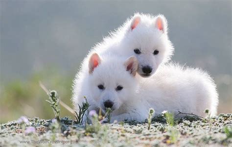 Baby wolves, Wolf dog, Animals wild