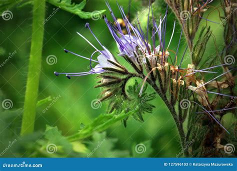 Blue Phacelia, a Plant Grown for Feed for Farm Animals. Stock Image - Image of country, bush ...