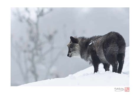 Japanese Serow “Kamoshika” | Martin Bailey Photography