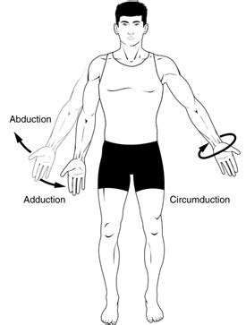 Anatomical Terms of Movement or Motion – Earth's Lab