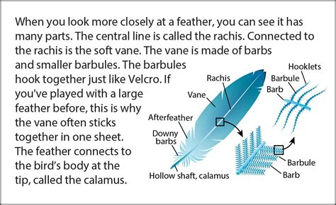 Feathers | Biology Bit Slide, Ask a Biologist Central Line, Biologist, Evolution, Feathers, Bits ...