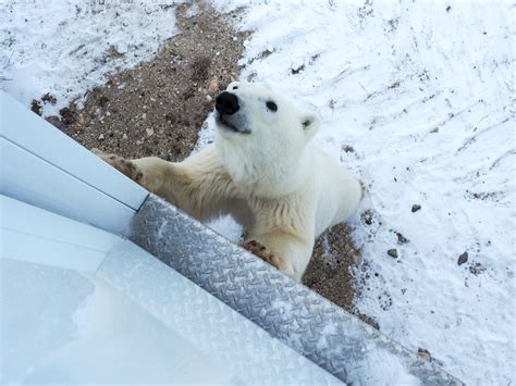 How to See Polar Bears in Churchill: A Polar Bear Tour for Your Bucket List