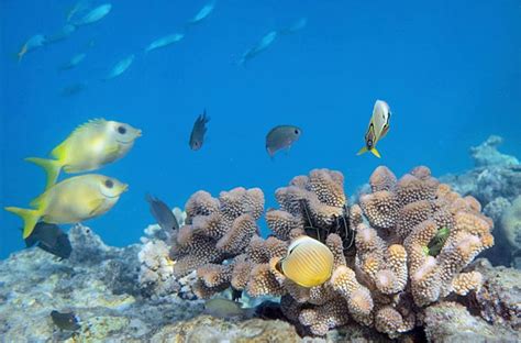 Researchers explore how ‘hedging bets’ can restore coral reef health ...