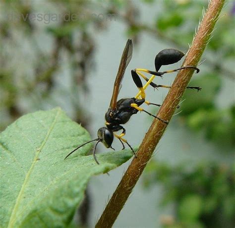 Bug Pictures: Mud Dauber Wasp (Sceliphron spirifex) by Dinu