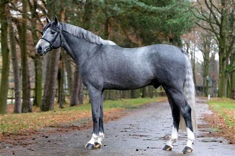 17 Warmblood Horse Breeds with Pictures - Equine Desire