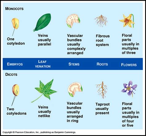 Monocotyledonous plants vs Dicotyledonous plants | Plant science ...