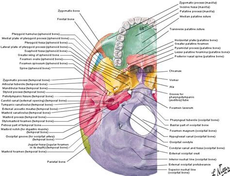 Base of skull - Netter