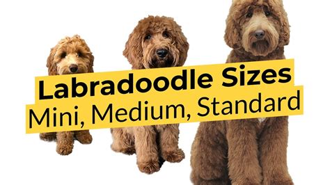 Labradoodle Full Grown Size