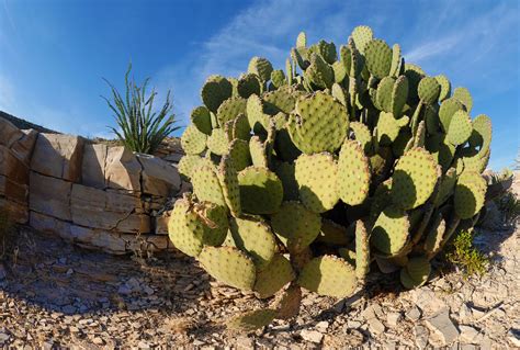 Desert Cacti | Desert cactus, Cactus, Plants