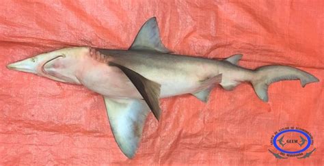 Carcharhinus oxyrhynchus | Shark-References