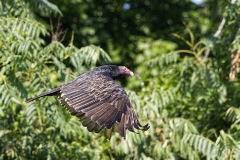 "Cathartes Aura" Images – Browse 7,261 Stock Photos, Vectors, and Video | Adobe Stock